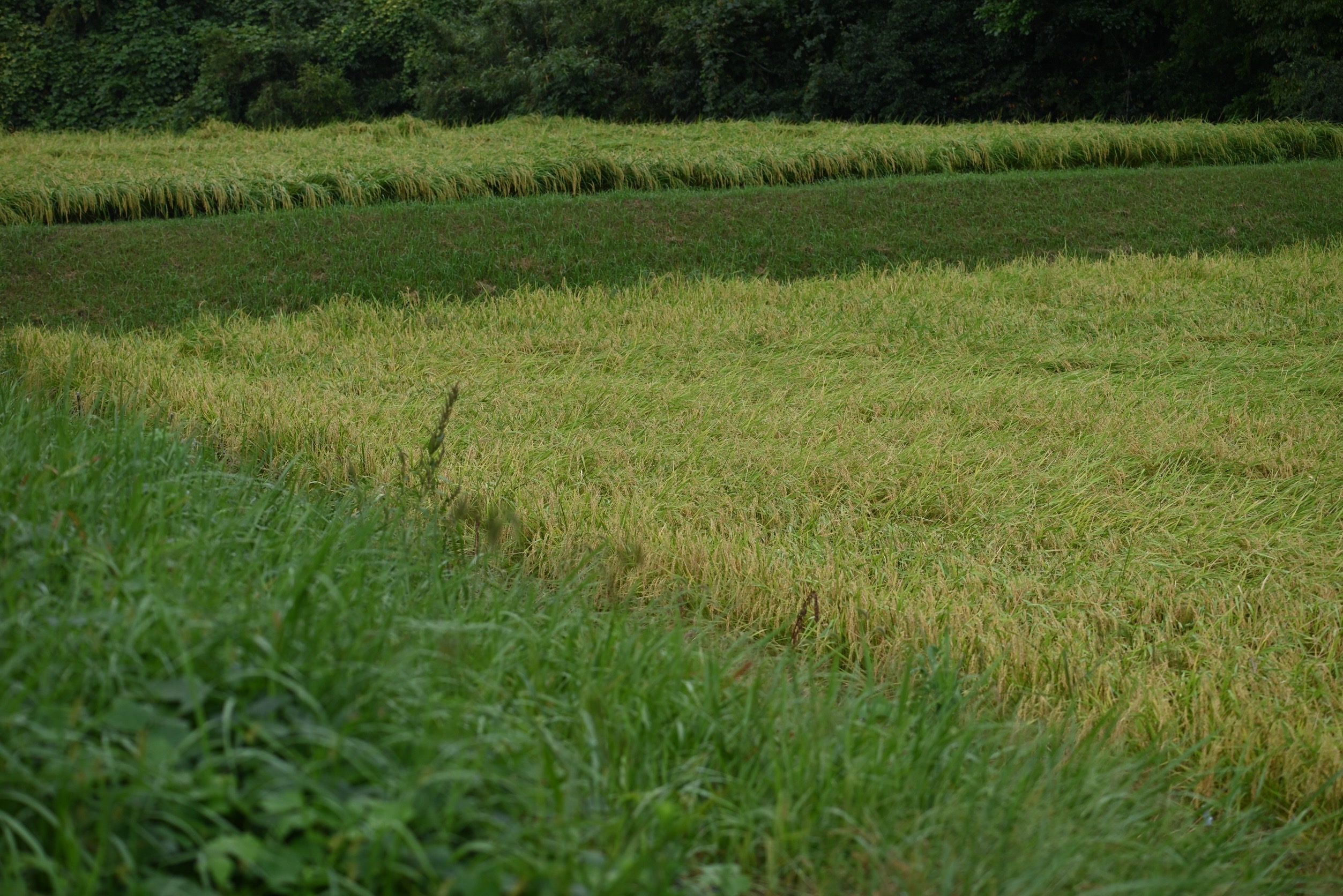 Drone Agriculture